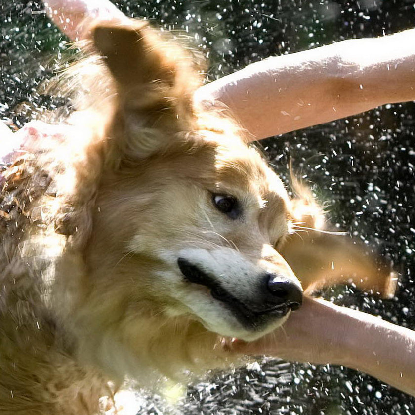 DeLavo Outdoor Spray Dog Groom